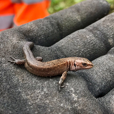 Common Lizard