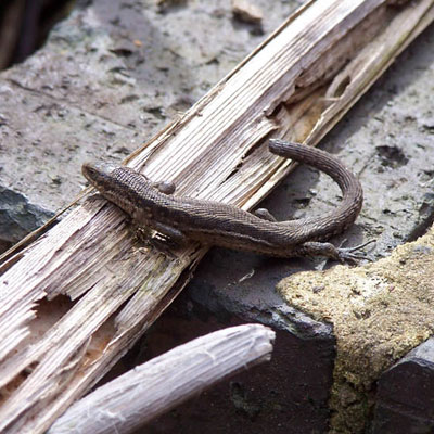 Common Lizard