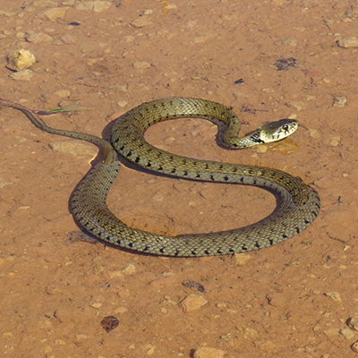 A grass snake