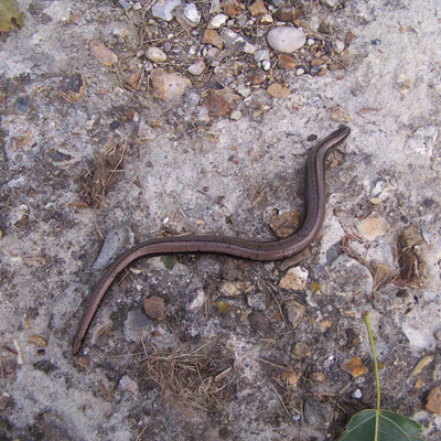 Slow Worm