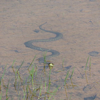 A grass snake in water
