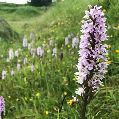 Common Spotted Orchid in grassland