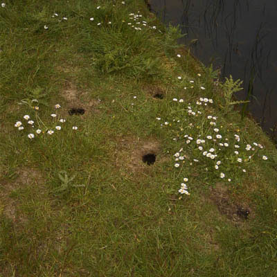 Water Vole Burrows