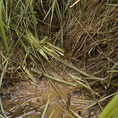 Water Vole Feeding Station