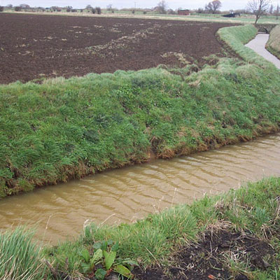 Water Vole Habitat