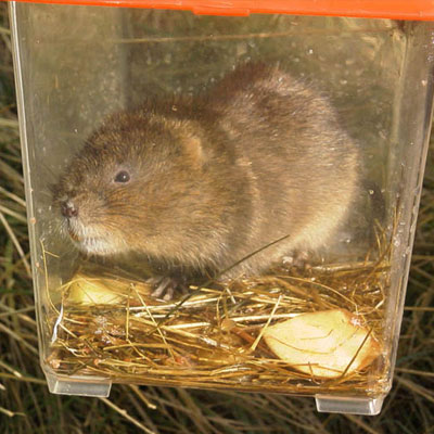 Water Voles