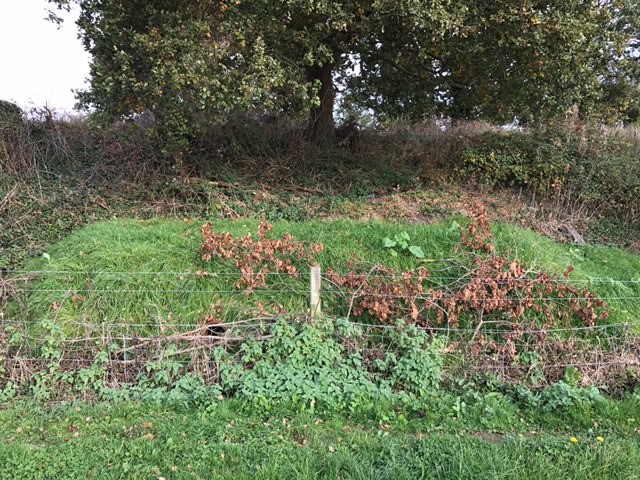 Badger Burrowing Sites