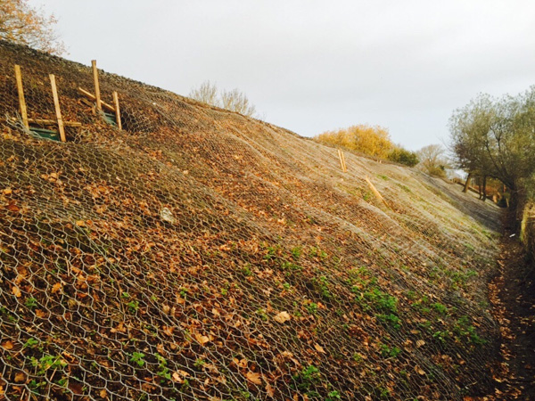 Badger Burrowing Sites