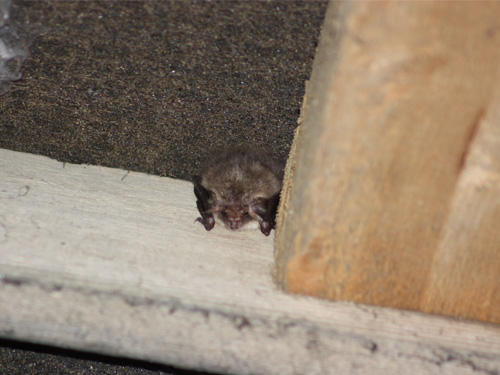 Unsliven Bridge Farm Project