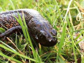 Great Crested Newts