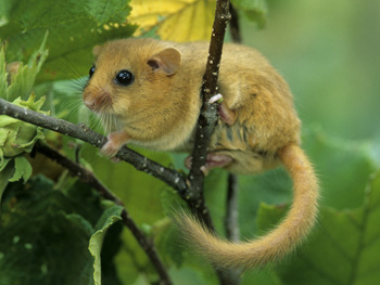 Hazel Dormouse