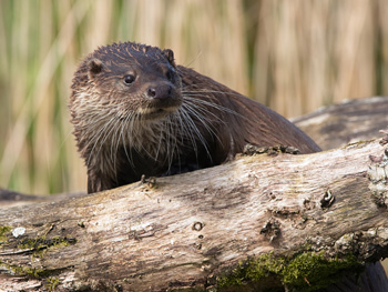 Otters