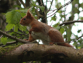 Red Squirrels