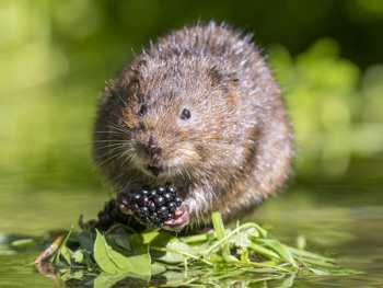 Water Voles