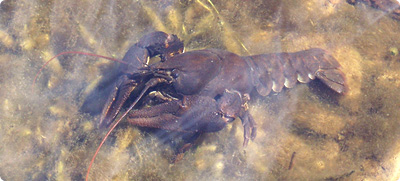 Crayfish