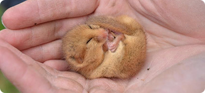 Hazel Dormouse