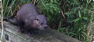 Otters