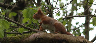 Red Squirrels