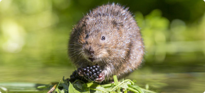 Water Voles