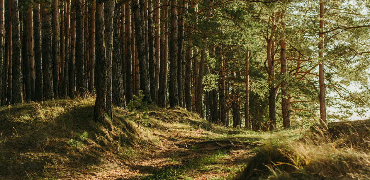An image of a forest.