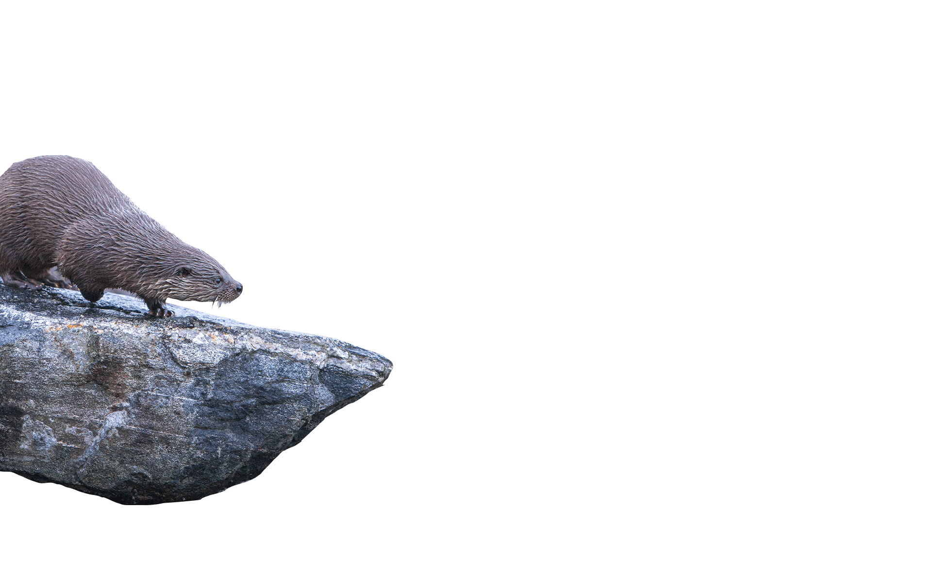 An image of a otter sitting on a rock.
