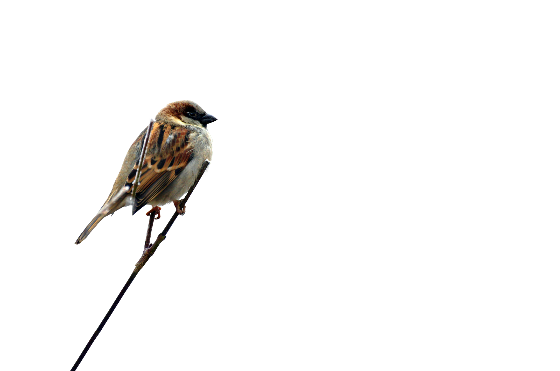 An image of a bird perched on a tree.