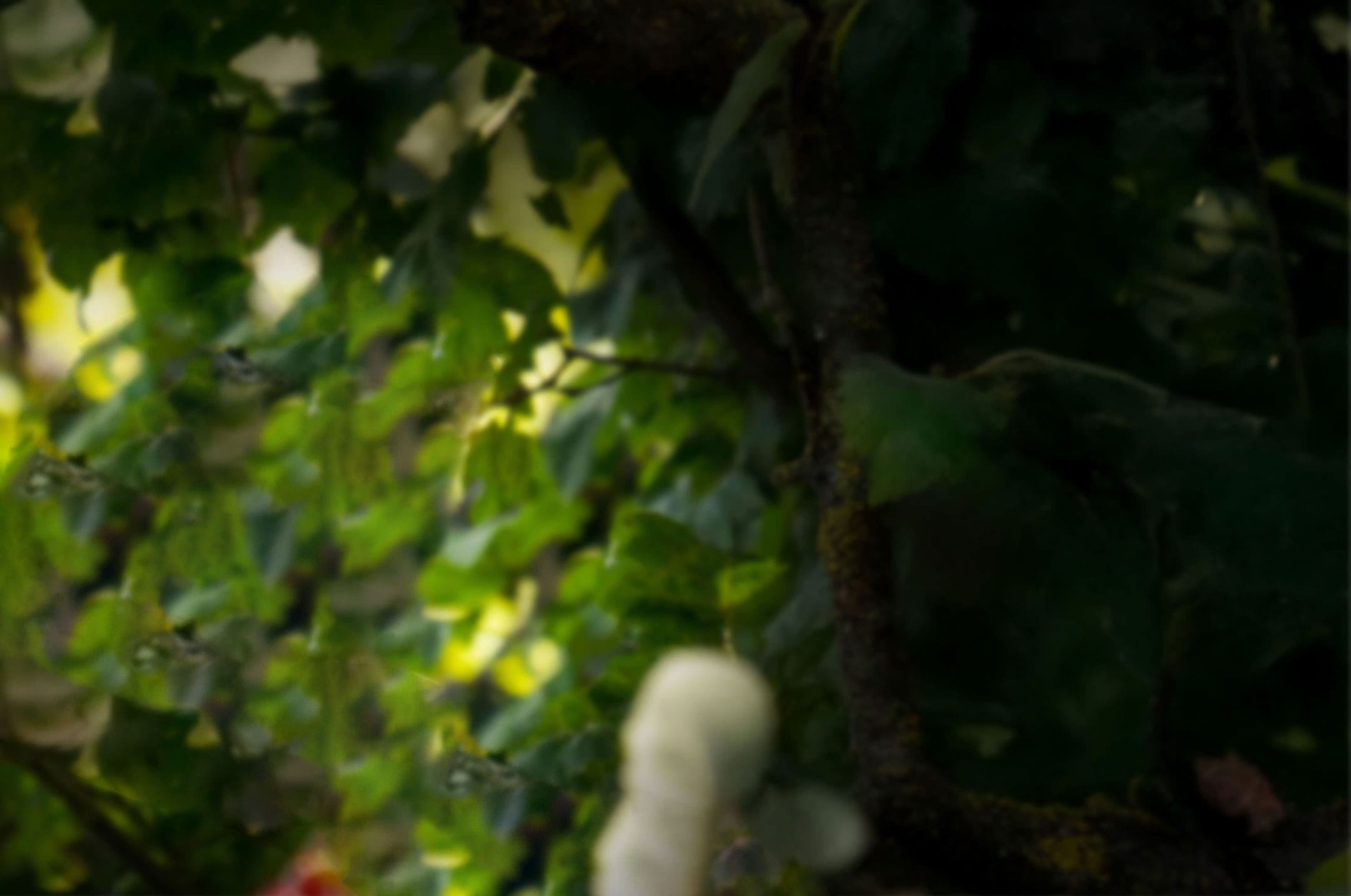 An image of a woodland area.