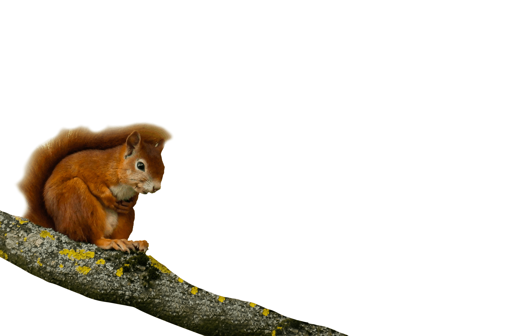 An image of a red squirrel in a tree.