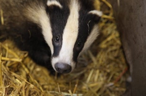 An image of a young badger in a pen.
