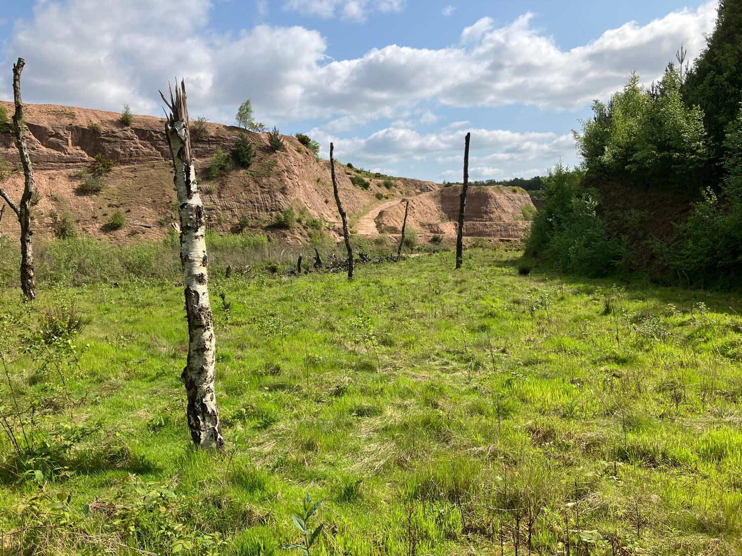 An image of trees in the woods.